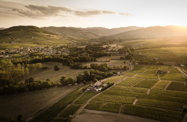 Les vignes du Domaine Patrice Lathuilière, un terroir d&#039;exception