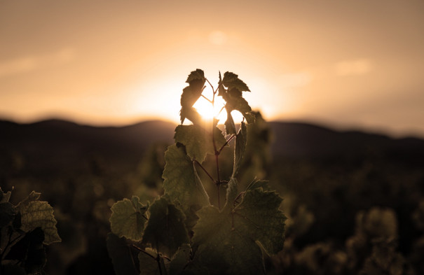 Le respect du terroir beaujolais