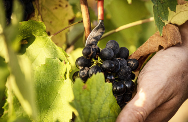 Les vendanges des parcelles du Domaine Patrice Lathuilière