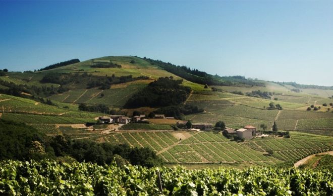 Panorama du domaine Patrice Lathuilière situé dans le Beaujolais